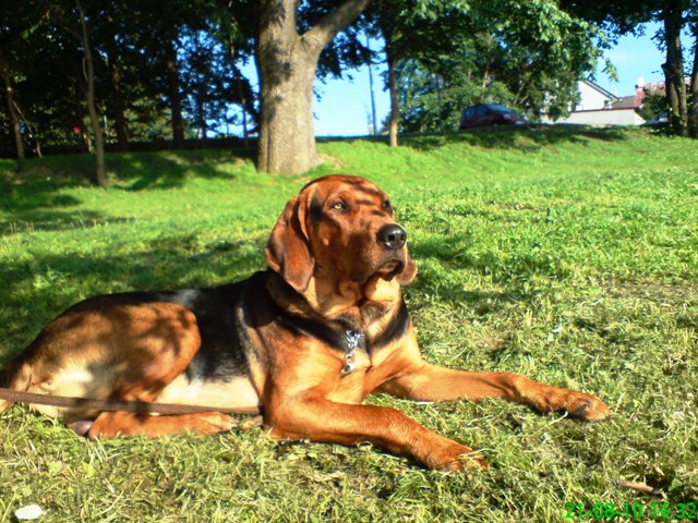 Smyk sierpień 2010.JPG