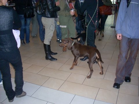 Czekoladka Maryli - 13.JPG