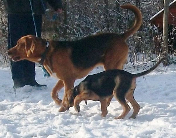 Co dwa ogary to nie jeden!