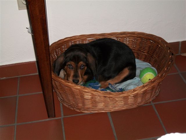 basil (14).jpg
