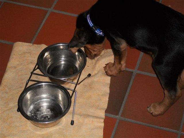 basil (12).jpg