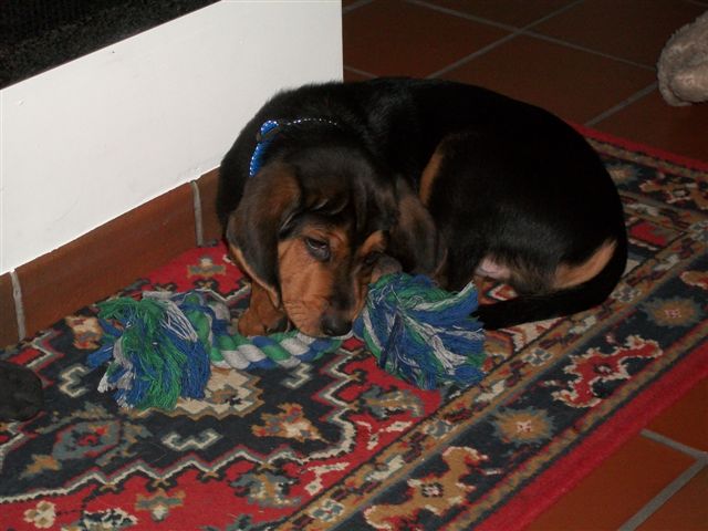 basil (2).jpg