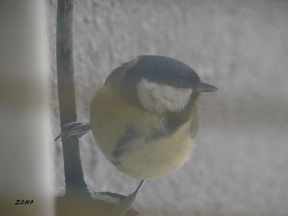 DSC02218.JPG