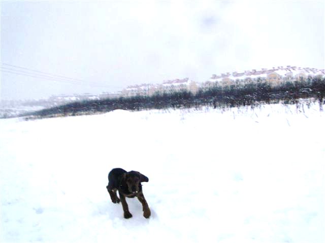 Inna Ostoja grudzień 2010.JPG
