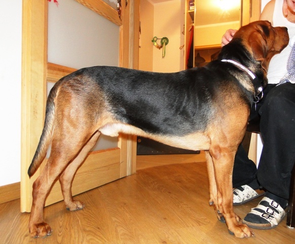 Smyk grudzień 2010.JPG
