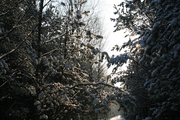 IMG_0224.jpg