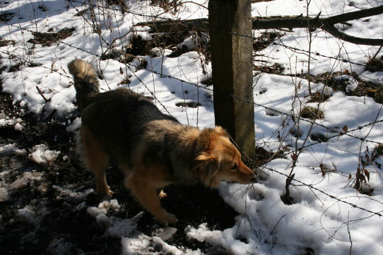 Luna w zasiekach