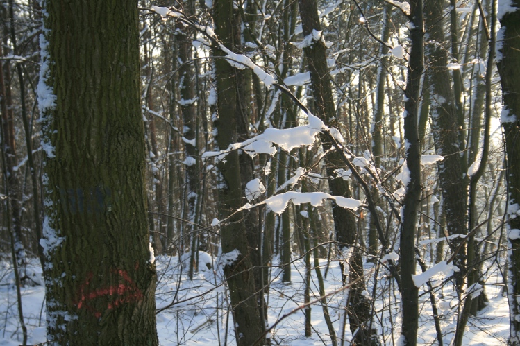 IMG_0321.JPG