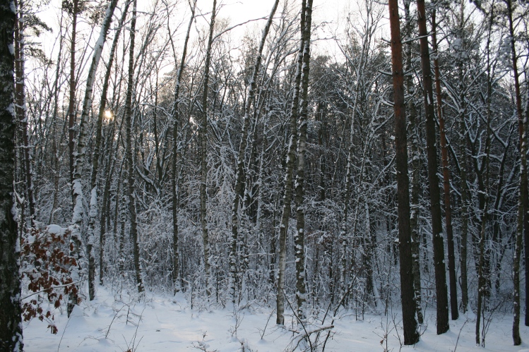 IMG_0330.JPG