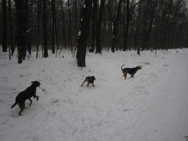 trio z Symfonii Lasu