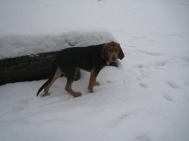 niedzwiedz polarny :)