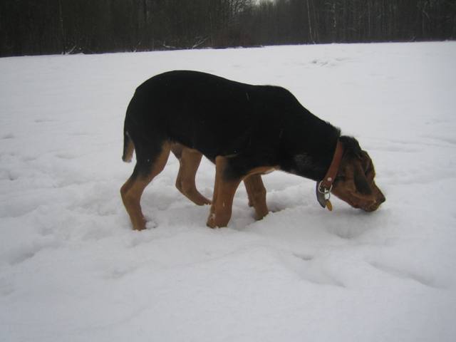 wąchamy