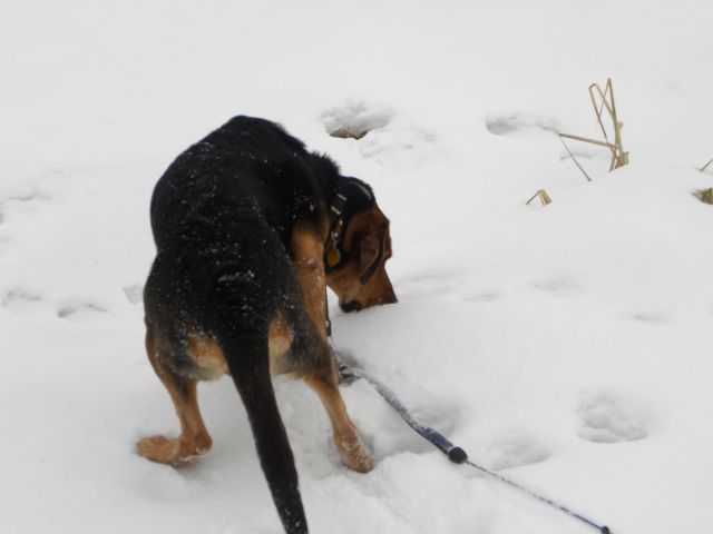 ...mówię ci facet, te włochate paskudztwa o płaskim ogonie(brrr... obraza boska) są w pobliżu...
