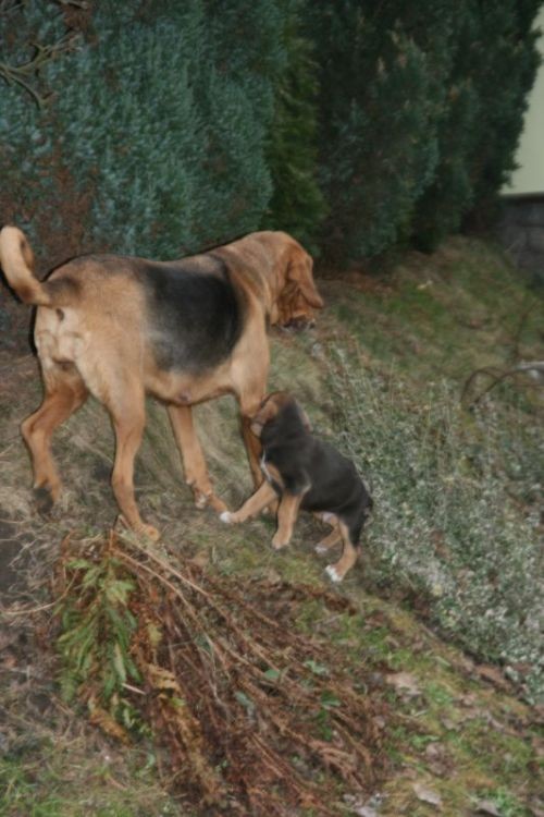 i jako kolejne pokolenie ogarków wychowywane na Niemczańskich Wzgórzach niszczymy ogródek - a pani krzyczy....