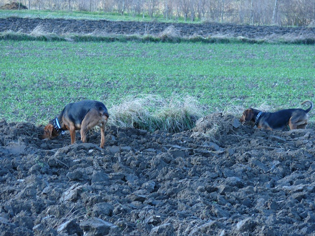 Głęboka ta orka. Chodźmy dalej!