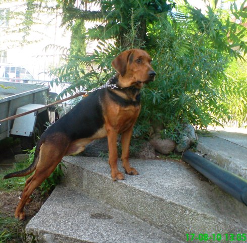 Smyk jesień 2010.JPG