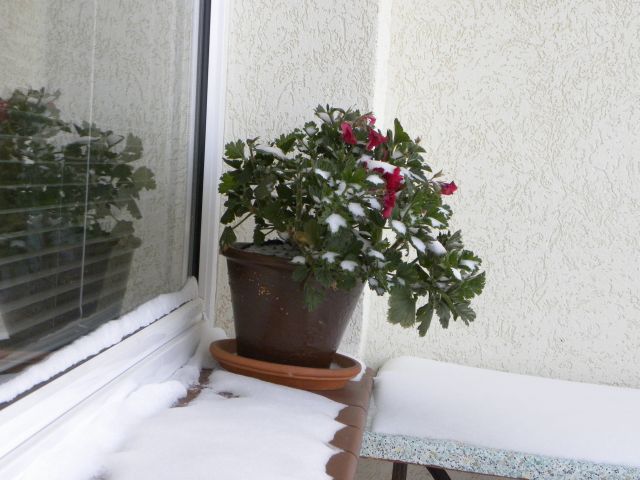 Tak wyglądała ostatnia pelargonia na balkonie w andrzejki...