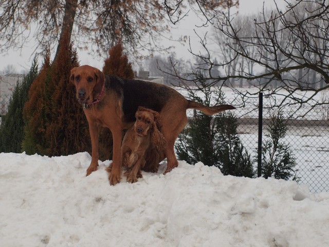 Malina i Pestka.jpg
