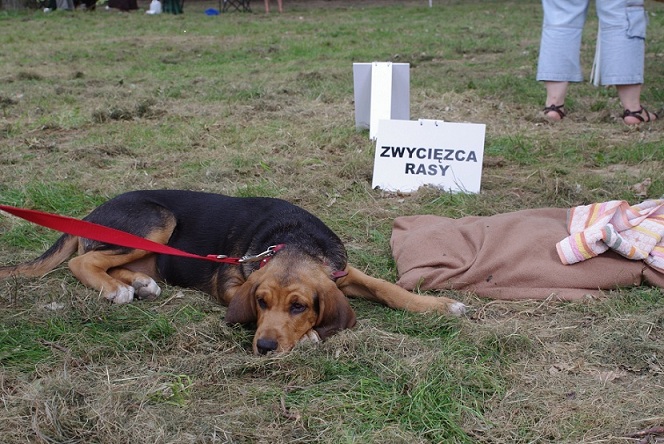 pierwsza moja wystawa :D tylko sie przyglądałam i chciałam pokazac Pańci jak ma mnie wystawać...