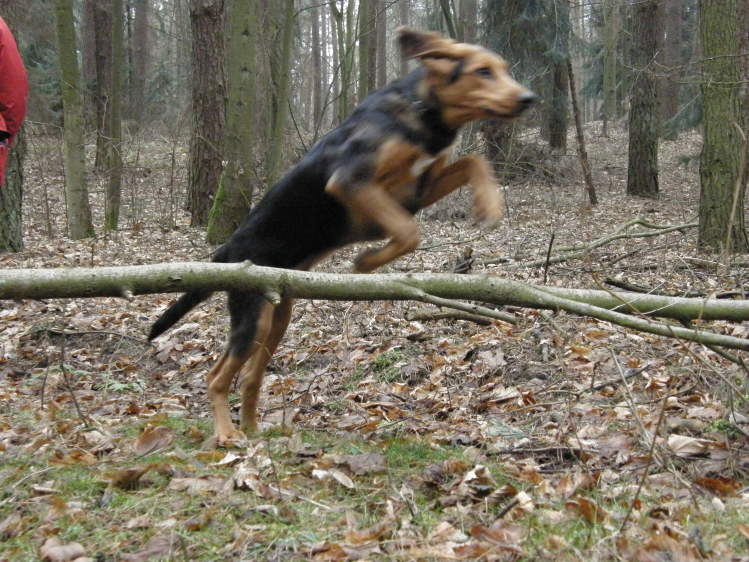 Dam radę!