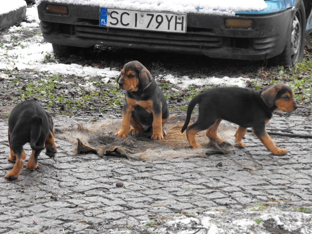 Gromadka przy dziku.