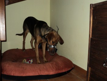 DSC00772 (350 x 263).jpg