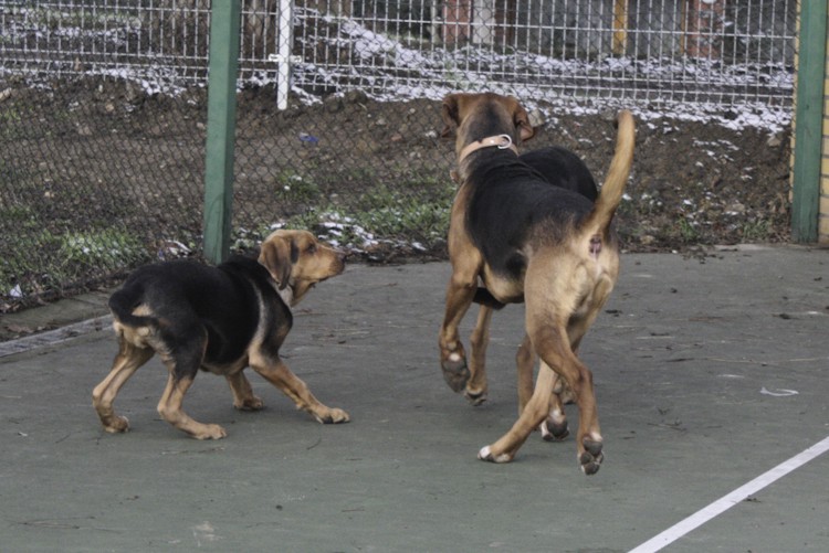 Panie Bohun, Panie Bohun! Przeprosili! Są ok??? Są???