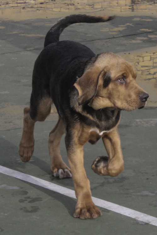 RUNO