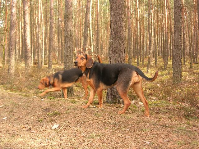 Danga i Fabro