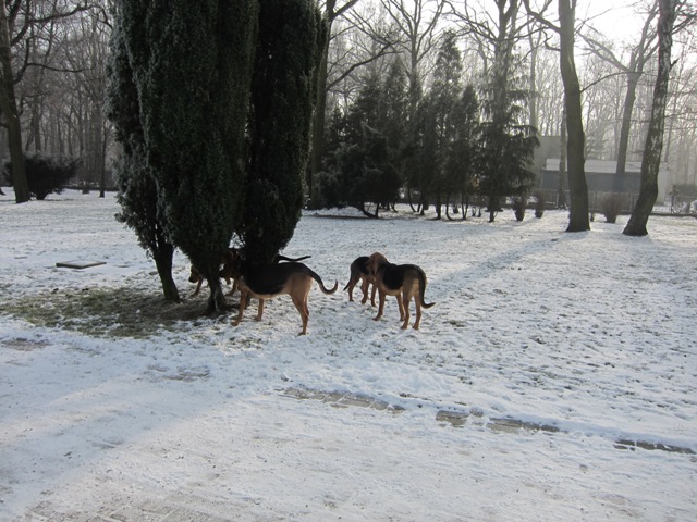 29.01.2011 much02.JPG