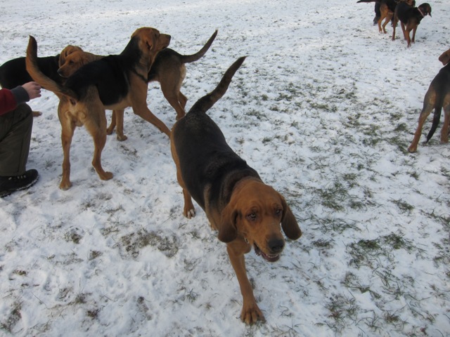 29.01.2011 much03.JPG