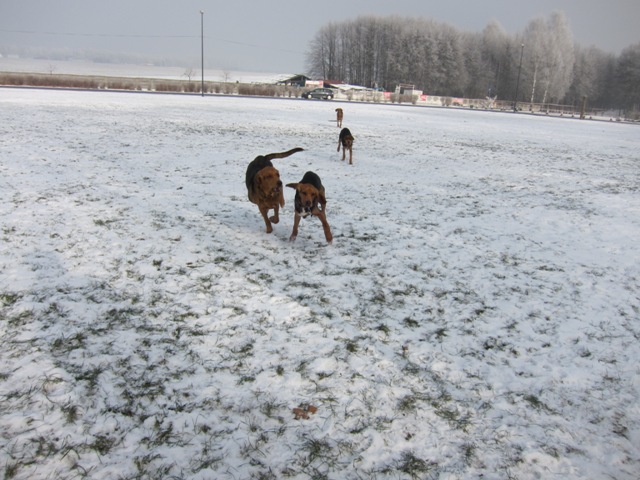29.01.2011 much04.JPG