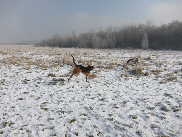 29.01.2011 much06.JPG