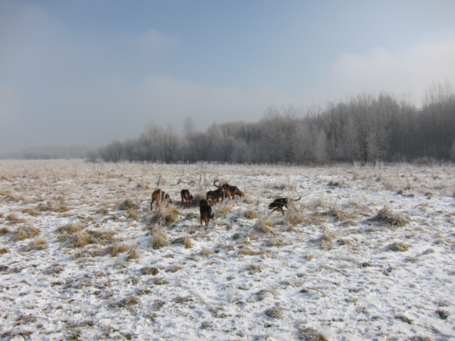29.01.2011 much09.JPG