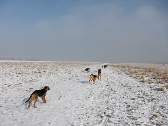 29.01.2011 much13.JPG