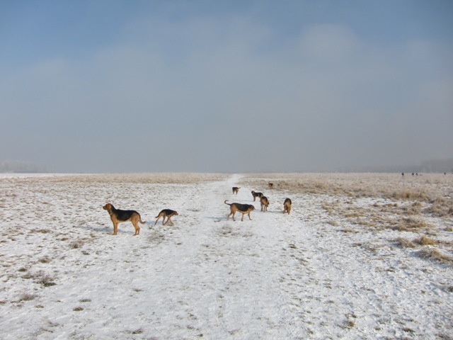 29.01.2011 much14.JPG