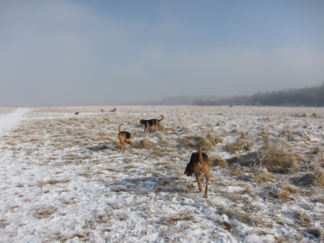 29.01.2011 much16.JPG