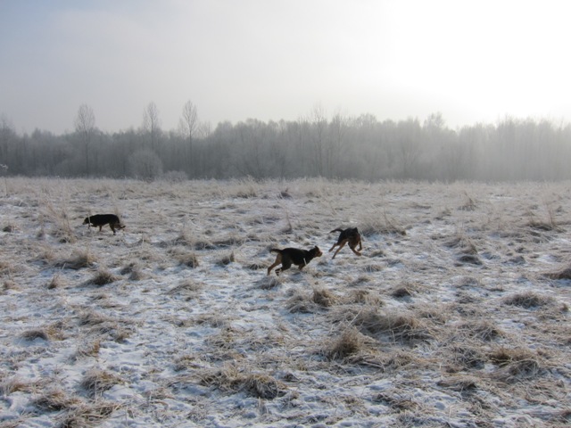 29.01.2011 much18.JPG