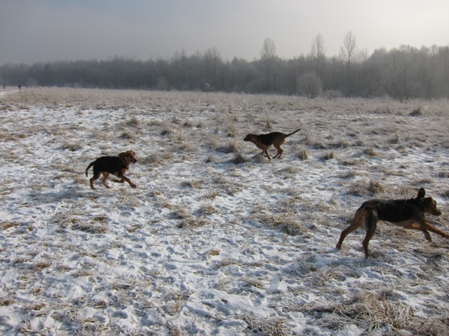 29.01.2011 much17.JPG