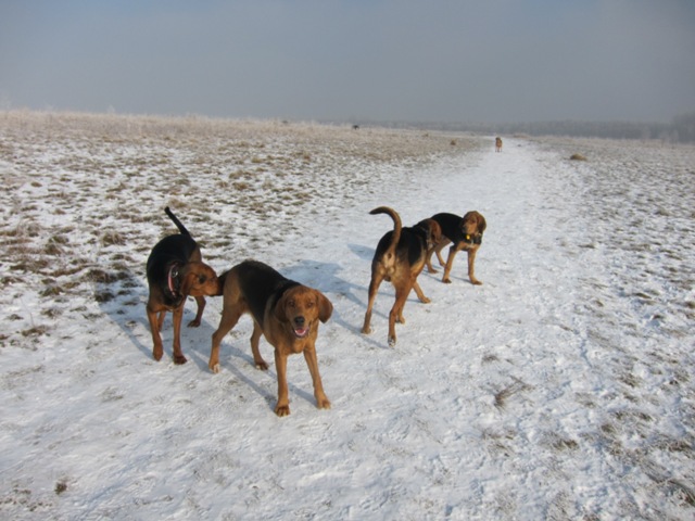 29.01.2011 much26.JPG