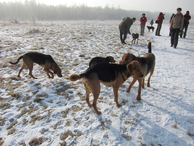 29.01.2011 much29.JPG