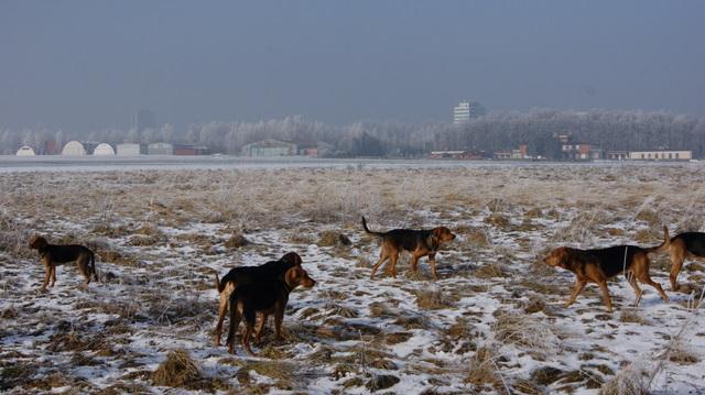 DSC07938.JPG
