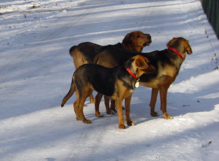 Pogoń, Saba & Chaba.jpg