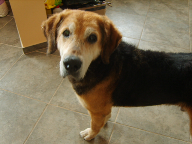 OGARKI  MARZEC 2009 002.jpg