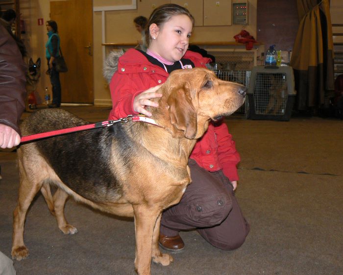 Ogar dogoterapeuta - SETKA <br />(Dużo dzieci przechodząc przytulało się do Ogarów)