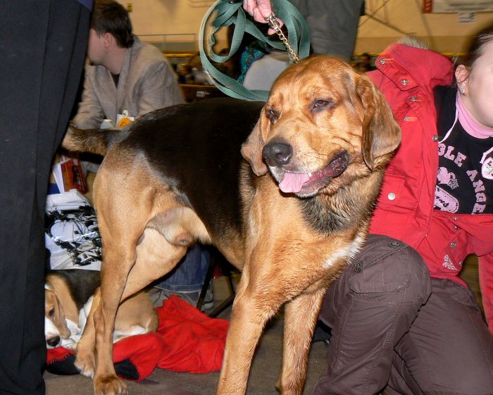 Ogar dogoterapeuta MAHOŃ - o przepraszam, czy ja kogoś przewróciłem? :D