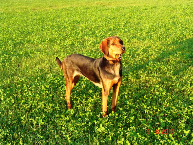 Stokrotka sierpień 2010 2.JPG