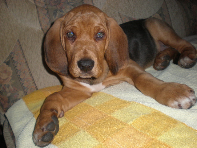 Nugat kanapowiec