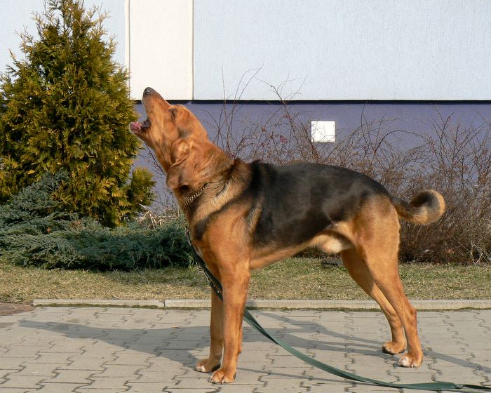 Serenada