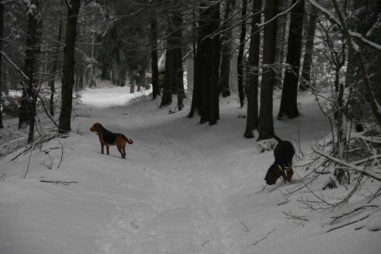 Dawno nie widziane i wąchane ślady muflonów.
